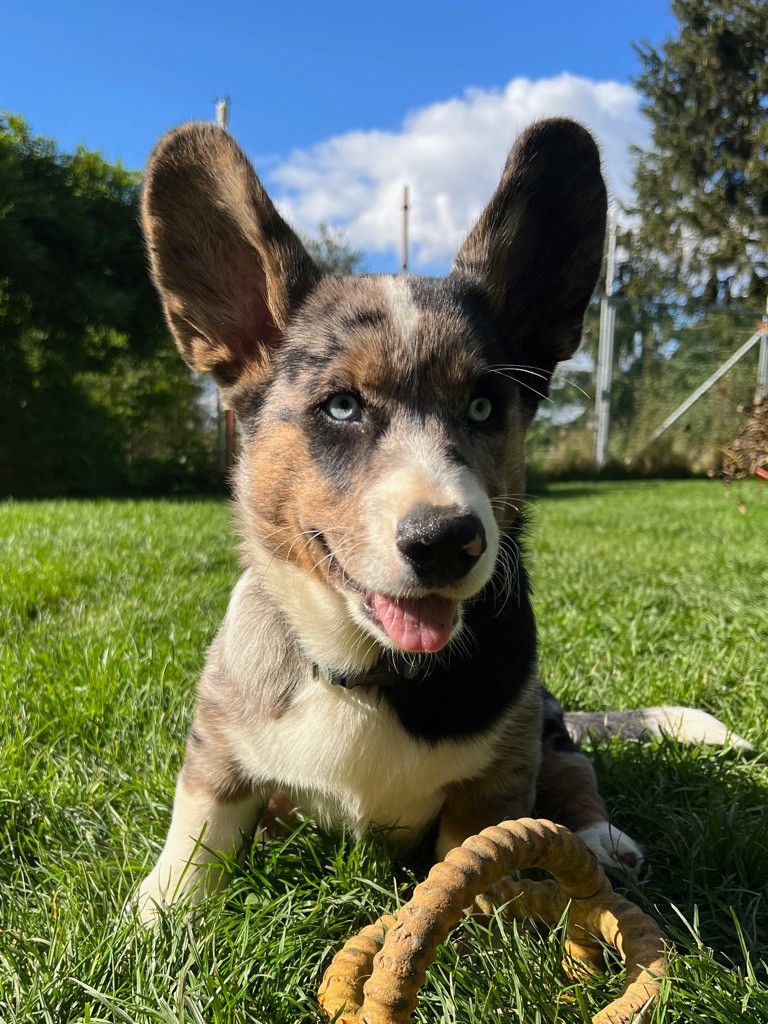 Funny Flower Fields - Chiot disponible  - Welsh Corgi Cardigan