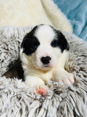 Funny Flower Fields - Welsh Corgi Cardigan - Portée née le 24/12/2024