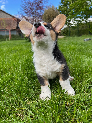 Funny Flower Fields - Welsh Corgi Cardigan - Portée née le 05/03/2024