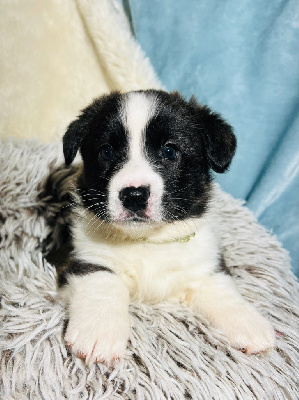 Funny Flower Fields - Welsh Corgi Cardigan - Portée née le 16/12/2024