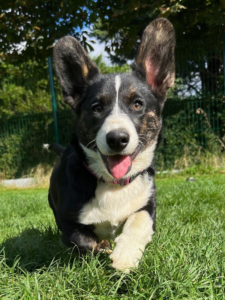 Funny Flower Fields - Chiot disponible  - Welsh Corgi Cardigan