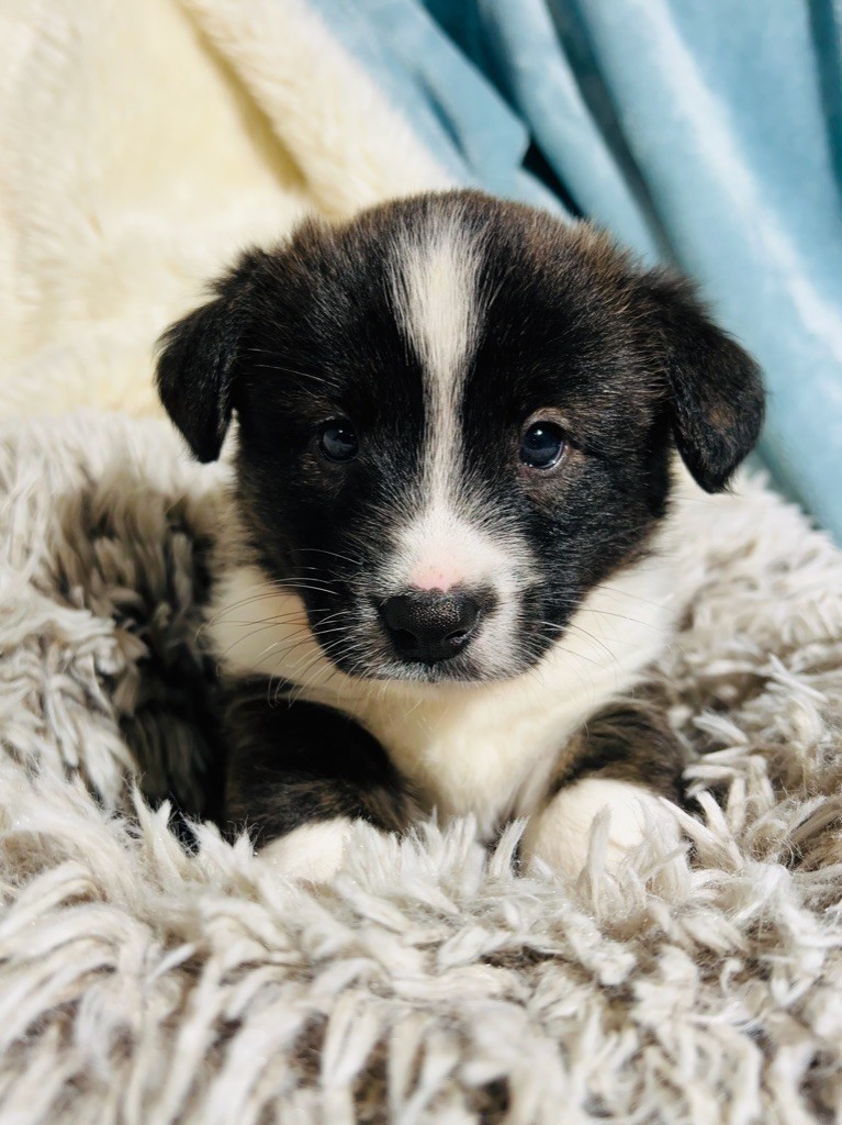 Funny Flower Fields - Chiot disponible  - Welsh Corgi Cardigan