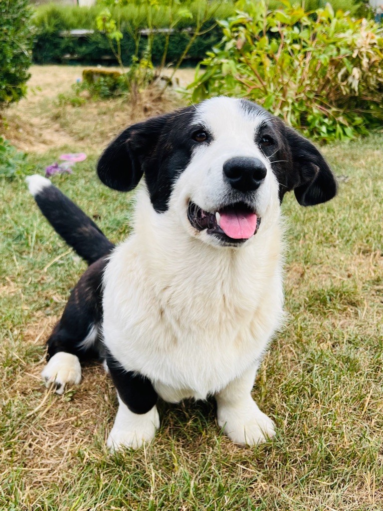 Funny Flower Fields - Chiots disponibles - Welsh Corgi Cardigan