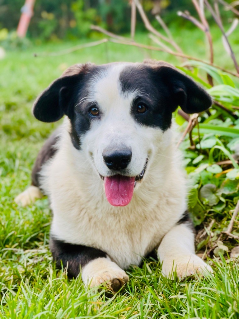 Funny Flower Fields - Chiots disponibles - Welsh Corgi Cardigan