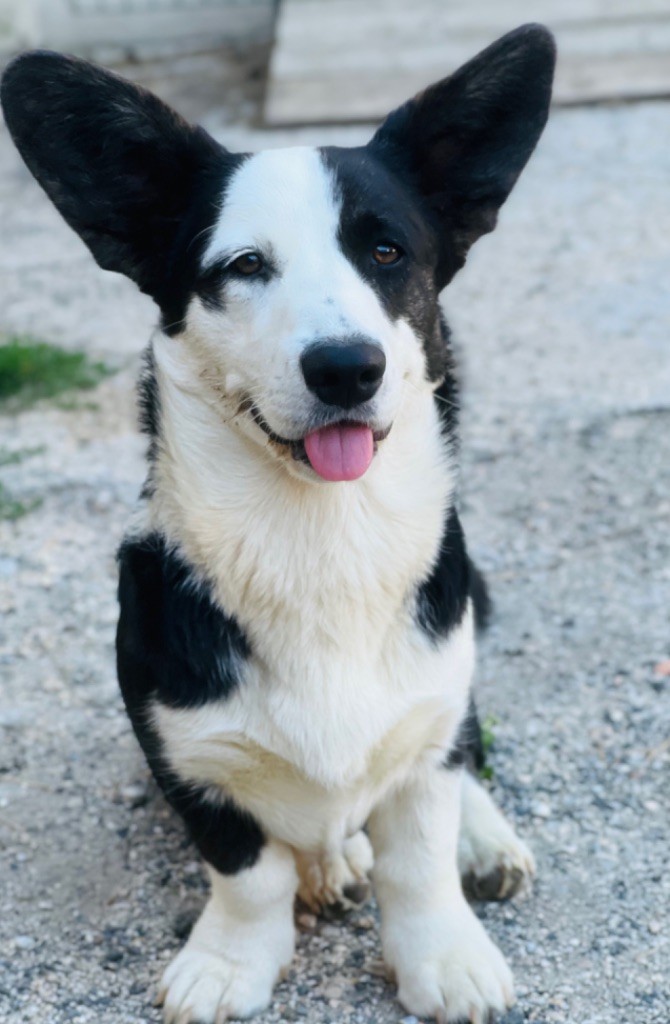 Funny Flower Fields - Chiots disponibles - Welsh Corgi Cardigan